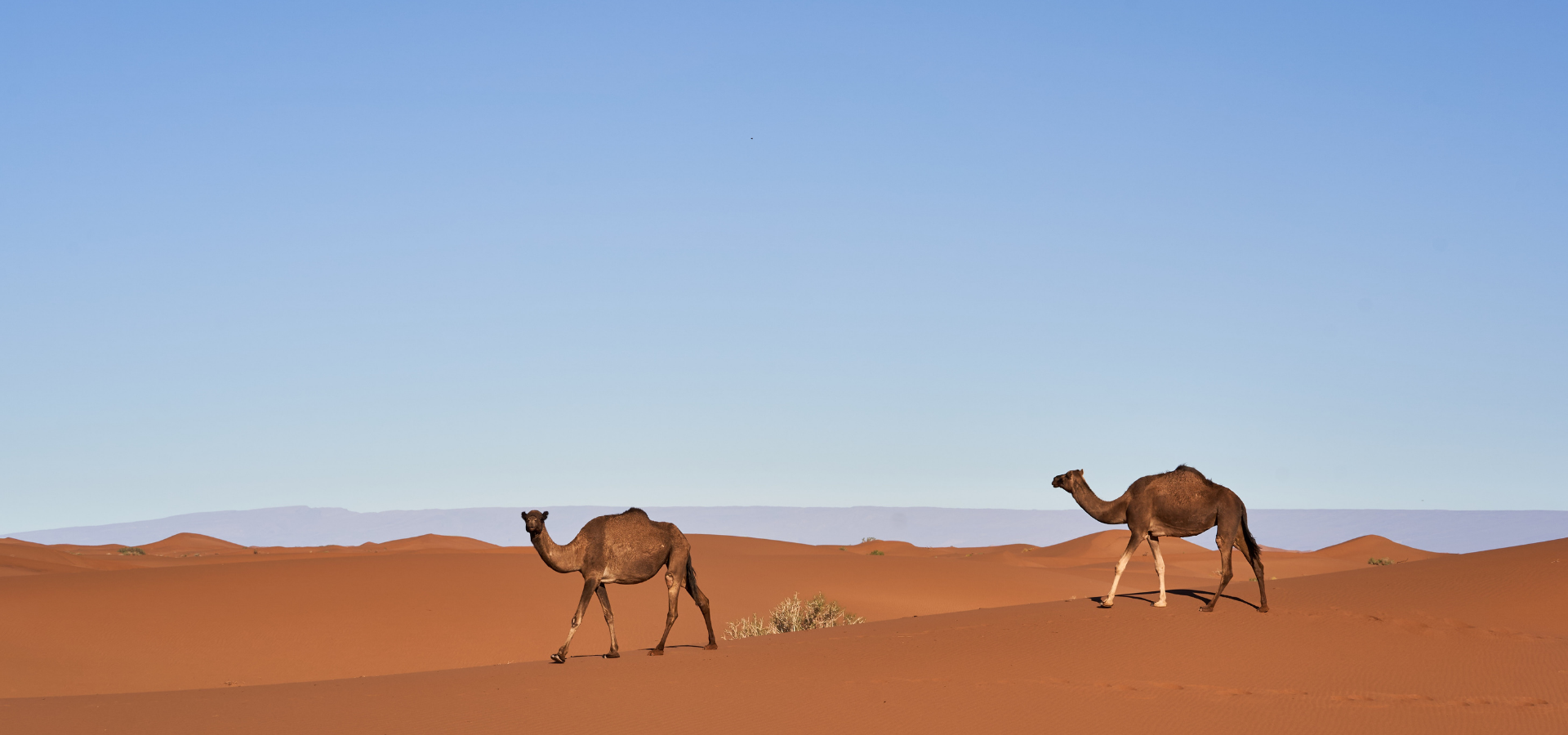 Sahara Desert